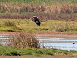 visarend met vangs 164 : frieda
